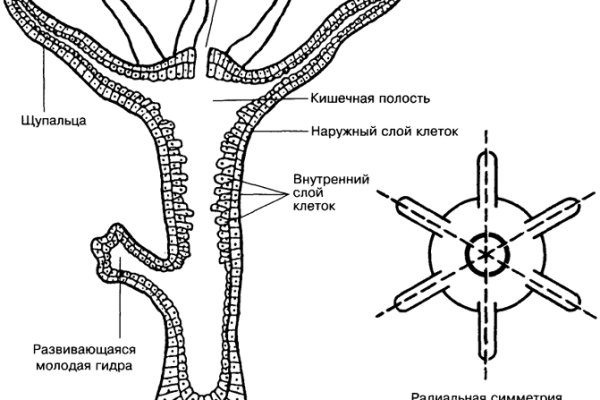 Кракен невозможно зарегистрировать пользователя