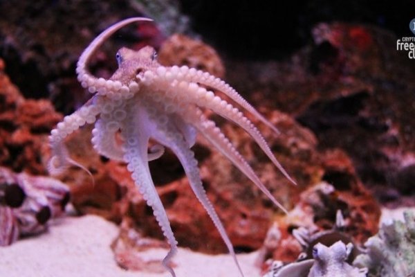 Kraken зайти на сайт